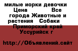 милые иорки девочки › Цена ­ 15 000 - Все города Животные и растения » Собаки   . Приморский край,Уссурийск г.